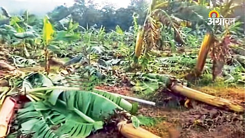 Heavy Rain Damages Banana Plantations in Sindhudurg