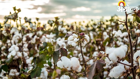 Decline in cotton cultivation in Khandesh