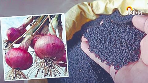 Agriculture department action on fake onion seeds