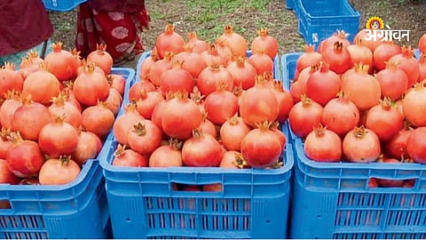 Sangli pomegranate export