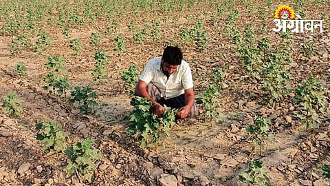 Increase in cotton sowing area in Jalgaon for kharif 2026