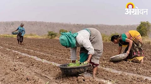 Government guidelines for BT cotton sowing in Maharashtra