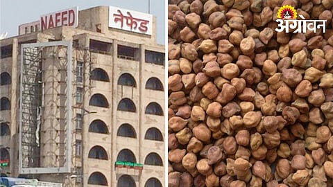 NAFED stopping chickpea procurement impacts farmers in Wardha