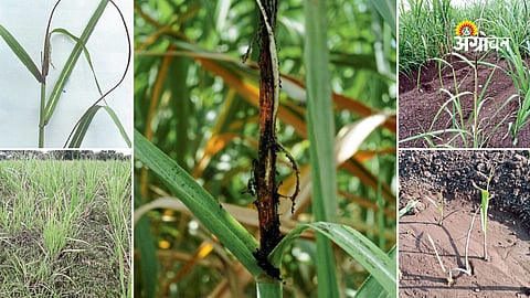 Scientific management of sugarcane diseases