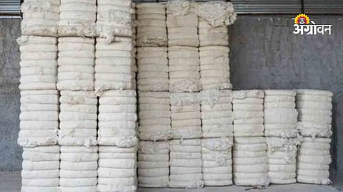 Cotton crop yield increase in Khandesh