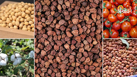 Maharashtra latest agri commodity market