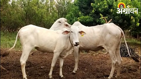 Preventive measures for livestock poisoning during summer season