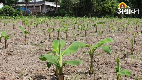 Major banana growing areas in Khandesh for Mrig Bahar season