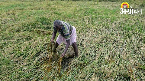 Delay in crop insurance payment for Nilanga farmers