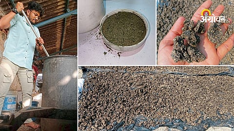 Sugarcane molasses based cattle feed research