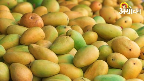 Strengthening of Kesar mango quality centre at Himayatbagh