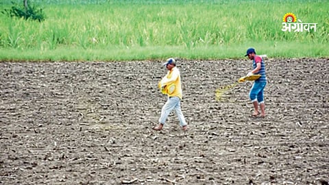 New crop varieties developed for farmers