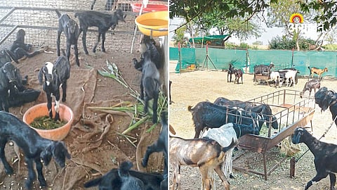 Goat health and feeding management
