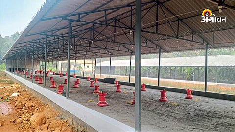 Commercial poultry farm infrastructure guide