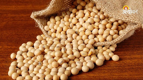 Soybean market rate today in Maharashtra