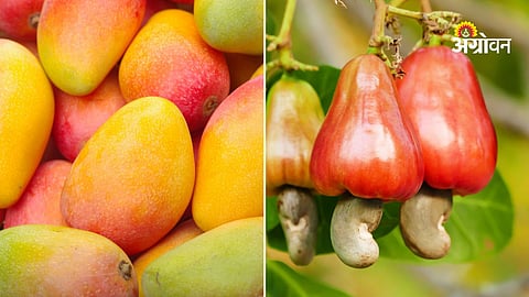 Raju Shetti to Lead Protest March Over Mango and Cashew Crop Losses