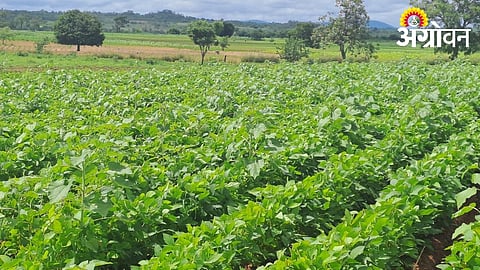 Best soybean cultivation practices for low rainfall conditions