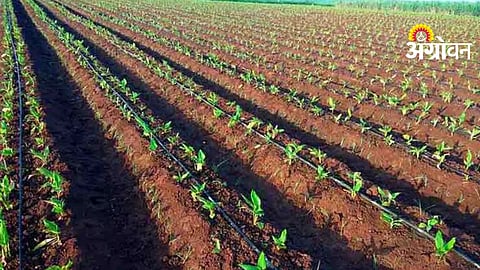 Turmeric Cultivation