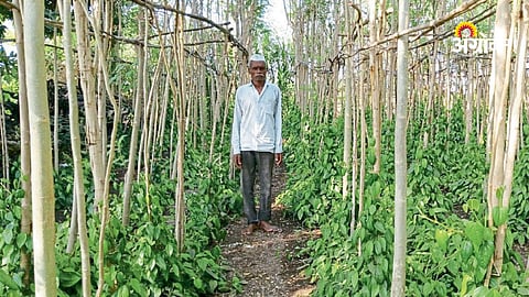 Junnar farmer success story in agriculture