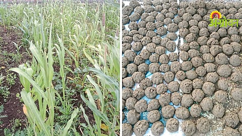 Dry Sowing Technique