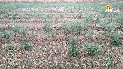 Onion farmers leaving crops in fields