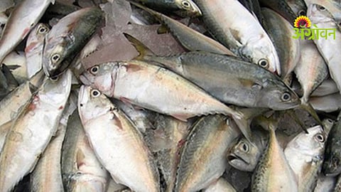 Fish Farming Support