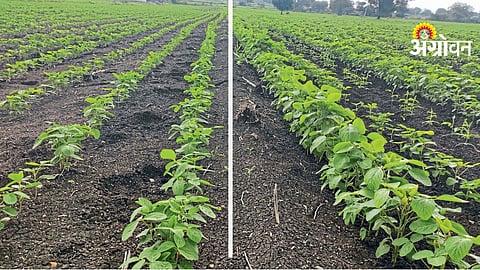 Fertilizer Efficiency