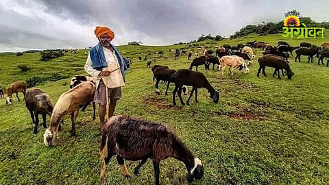 Shepherds Migration