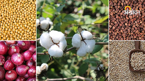 Maharashtra agricultural commodity market update