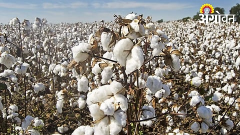 Pre-Monsoon Cotton Sowing Likely to Start After May 20 in Khandesh
