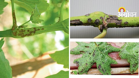 Blight Disease Control