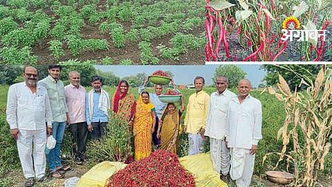 Red Chilli Farming