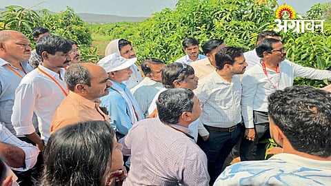 National mango orchard management training at Himayatbagh Maharashtra