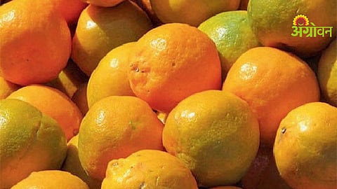 Orange Export Subsidy Canceled
