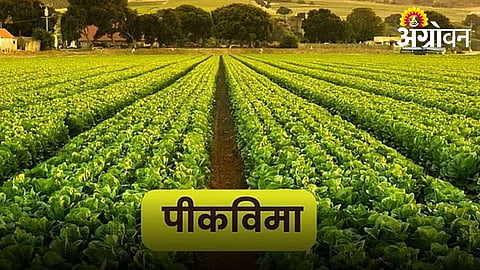 ₹336 Crore Crop Insurance Approved for 4 Lakh Farmers in Dharashiv