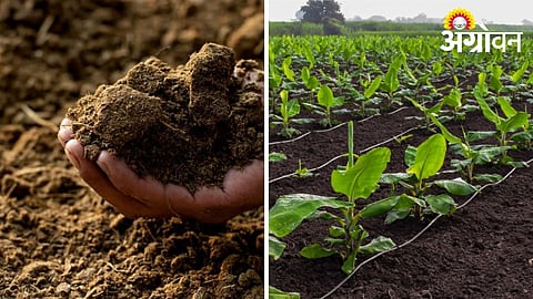 Farmyard manure shortage affecting banana cultivation in Khandesh