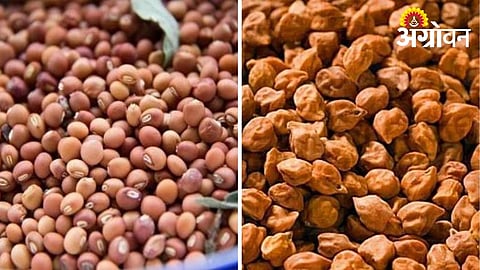 Relief for Farmers as Government Extends Gram and Tur MSP Procurement