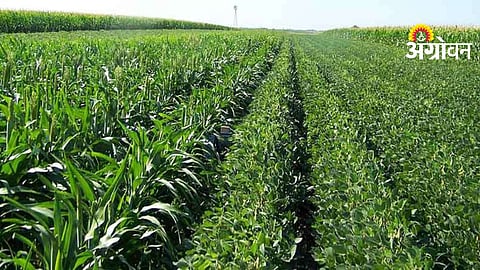 Crop Competition Results
