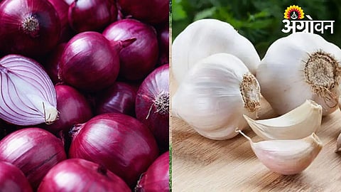 AI technology needed for onion and garlic crop research in Maharashtra
