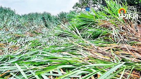 Rain Crops Damages