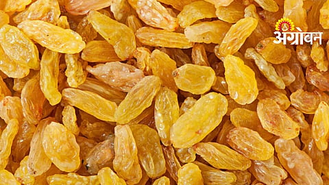 Chinese Illegal Raisin