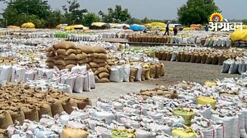 MSP Remains on Paper as Six Major Crops Sell Below Support Price in Solapur