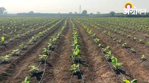 Demand Rises for Quality Banana Rhizomes in Khandesh