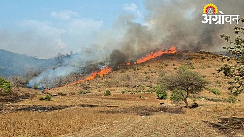 Severe Wildfire Threatens Peacocks and Wildlife in Dariyai Hills