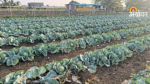 Cabbage Farming