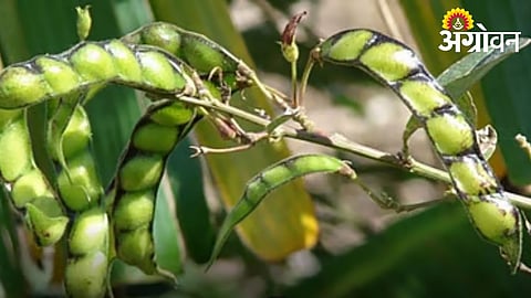 Tur Cultivation Likely to Remain Stable in Khandesh This Year