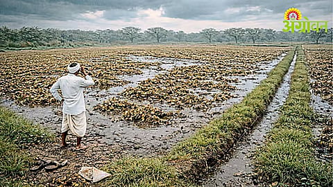 Crop Insurance Pending in 39 Revenue Circles Due to Delayed State Share