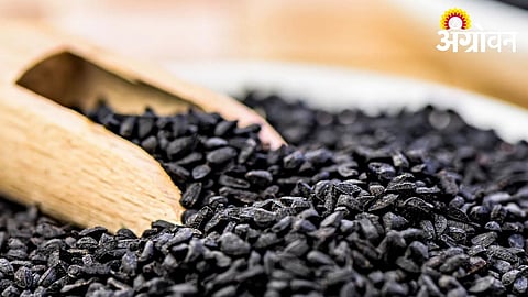 Farmers Urged to Apply for Certified Seeds Before Deadline