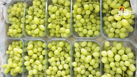 Indian Grapes Vietnam Market