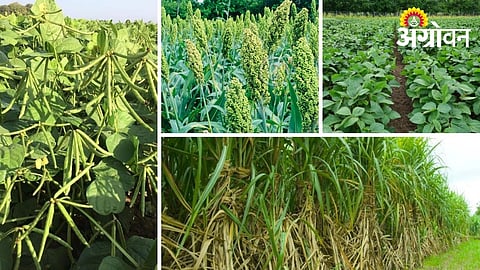 Smart Crop Rotation Planning for Better Soil Fertility